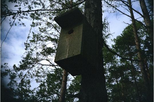 fuglekasse fuglekasse