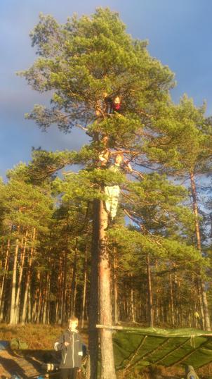 Hvor mange speidere er det oppe i treet? Hvor mange speidere er det oppe i treet?